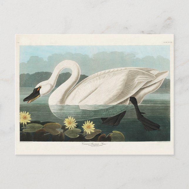 Common American Swan, Birds of America, Vintage Postcard (Front)