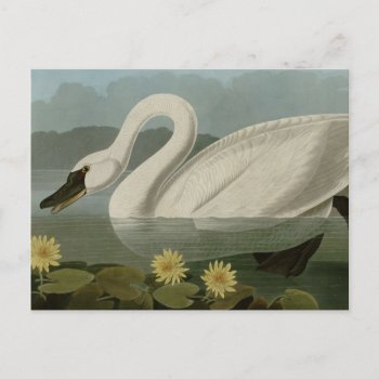 Common American Swan Postcard by birdpictures at Zazzle