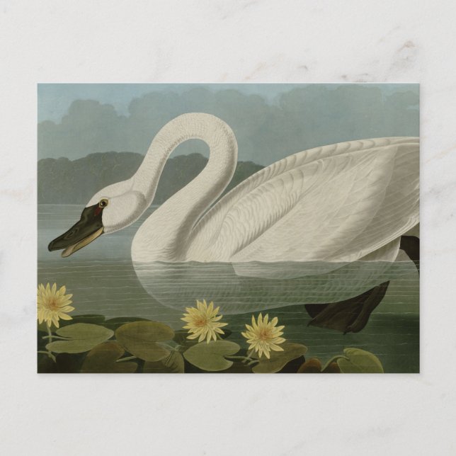 Common American Swan Postcard (Front)