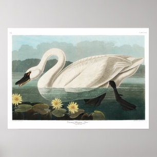 Common American Swan Poster - Vintage 1827