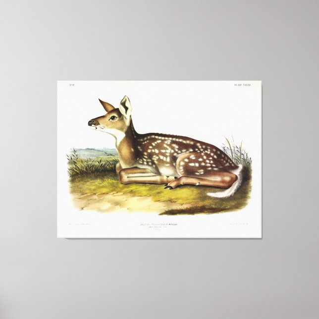 Common American (White-tailed) Deer, fawn, Audubon Canvas Print (Front)