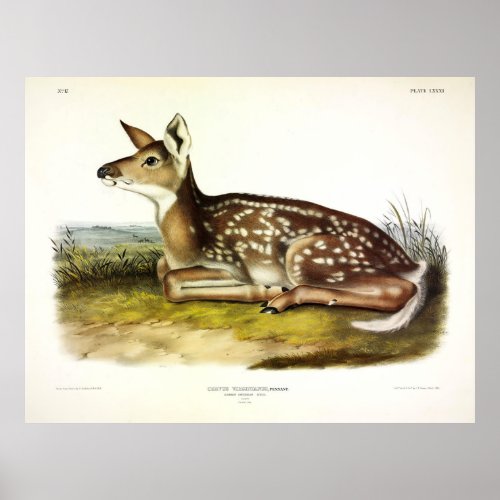 Common American White_tailed Deer fawn Audubon Poster