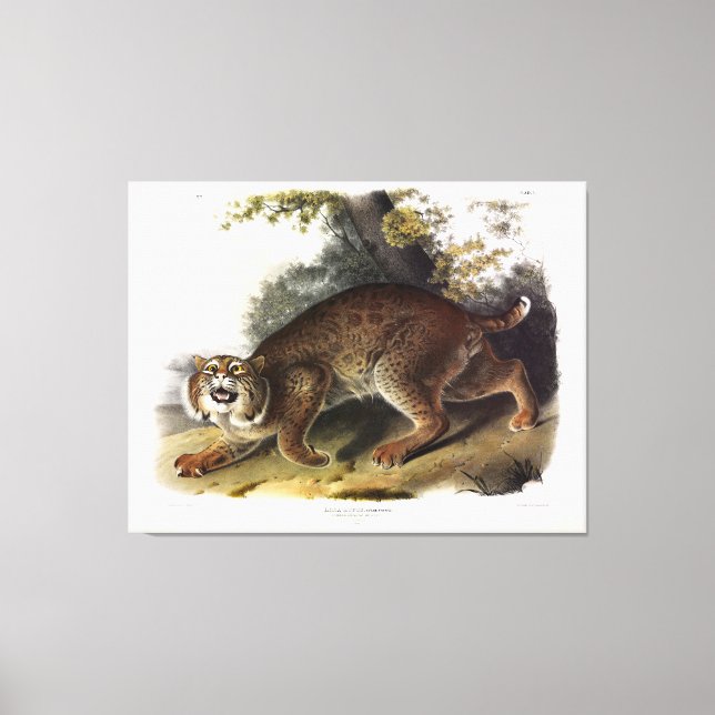 Common American Wild Cat (Bobcat) Audubon Canvas Print (Front)