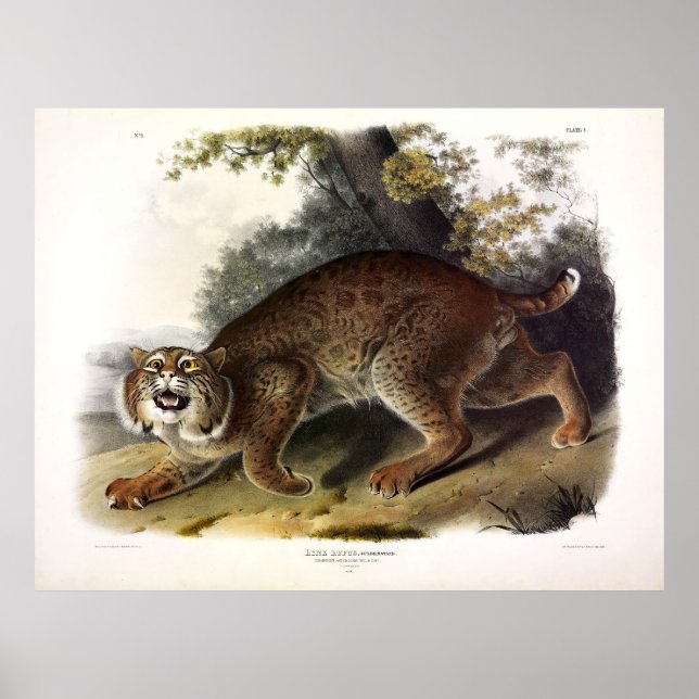 Common American Wild Cat (Bobcat) Audubon Poster (Front)