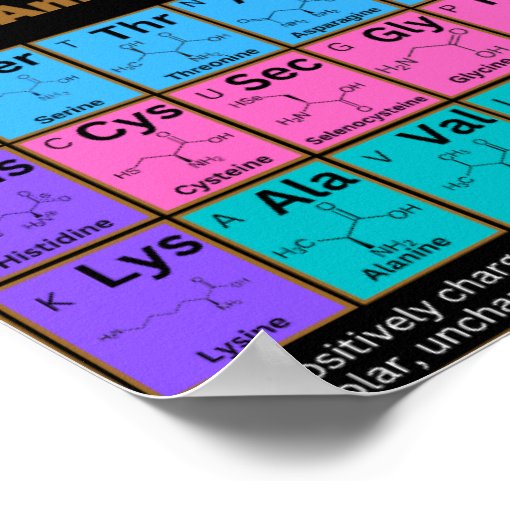 Common Amino Acids In Periodic Table Style Poster Zazzle 5344