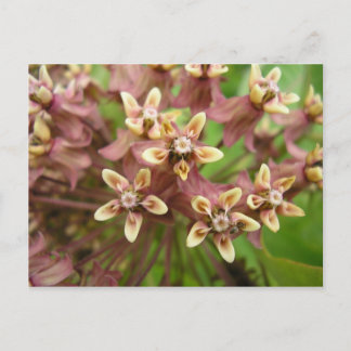 Common Ascleroid Postcard