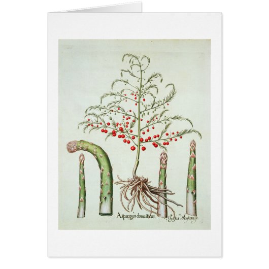 Common asparagus in flower and fruit, from the 'Ho Cards (Front)