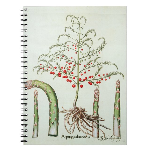 Common asparagus in flower and fruit, from the 'Ho Notebook (Front)