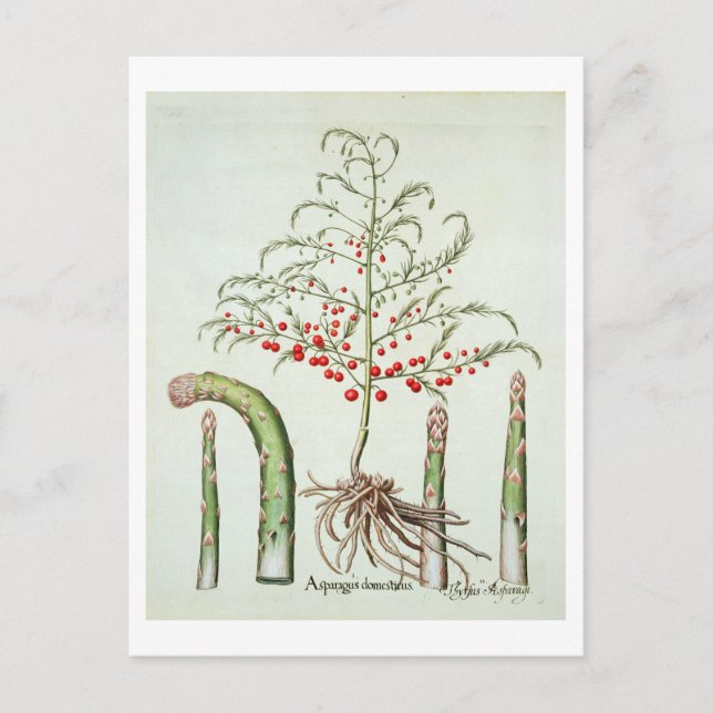 Common asparagus in flower and fruit, from the 'Ho Postcard (Front)