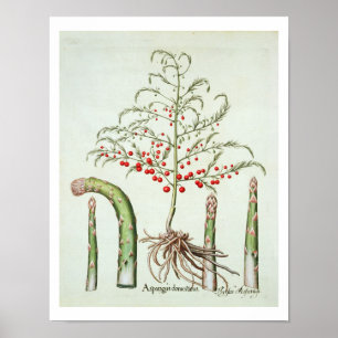 Common asparagus in flower and fruit, from the 'Ho Poster