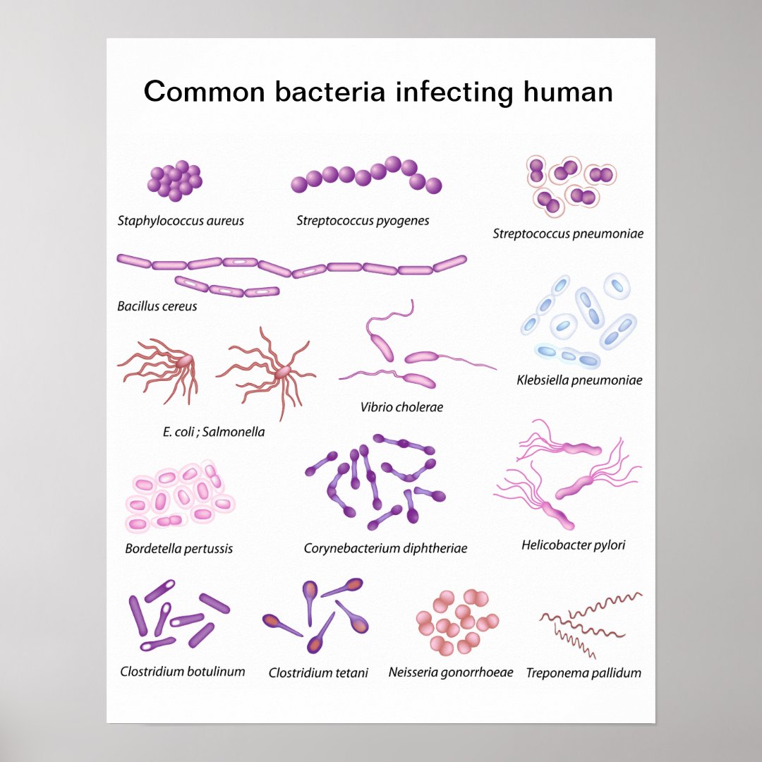 Common Bacteria Poster | Zazzle