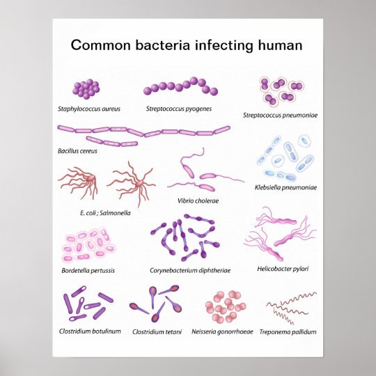 Common Bacteria Poster | Zazzle.com