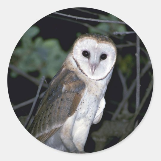 Common Barn Owl Tyto Alba California U S A Classic Round