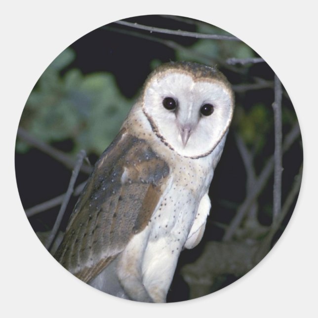 Common barn-owl, Tyto alba, California, U.S.A. Classic Round Sticker (Front)