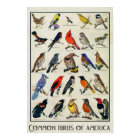 Common Birds of America Antique Bird