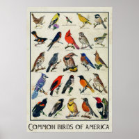 Common Birds of America Antique Bird