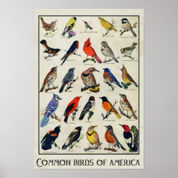 Common Birds Of America Antique Bird Poster by camcguire at Zazzle