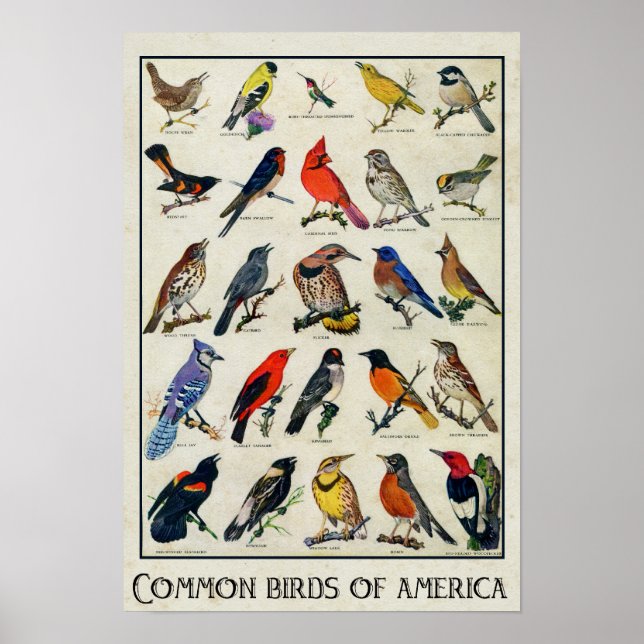 Common Birds of America Antique Bird Poster (Front)