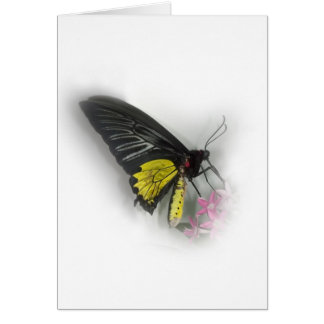 Common Birdwing butterfly Cards