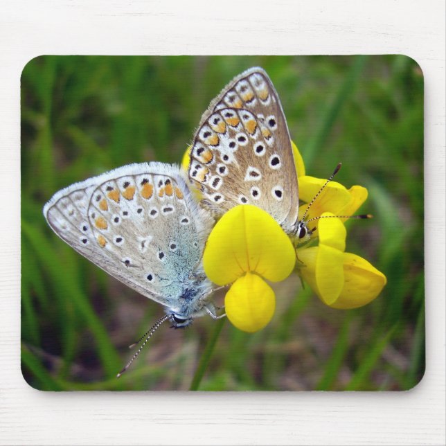Common Blue Butterflies Mouse Mat (Front)