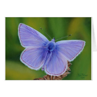 Common Blue Butterfly