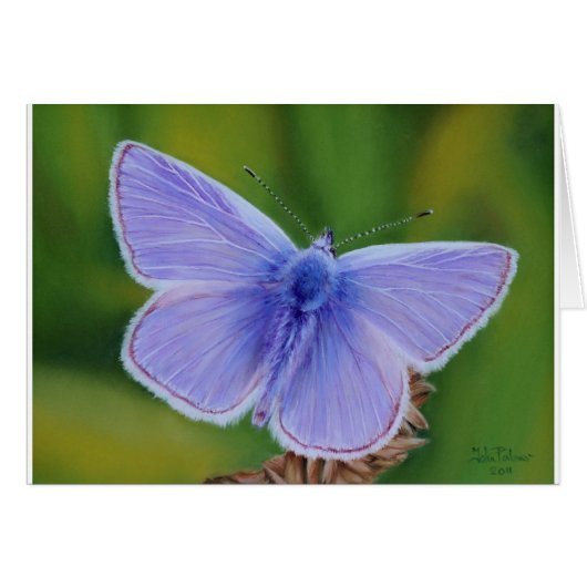 Common Blue Butterfly (Front Horizontal)
