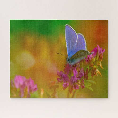 Common Blue Butterfly  Jigsaw Puzzle