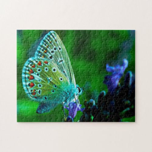 Common Blue Butterfly  Jigsaw Puzzle