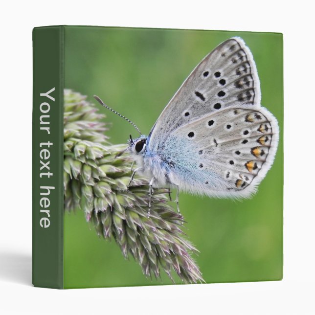 Common Blue Butterfly on Grass 3 Ring Binder (Front/Spine)