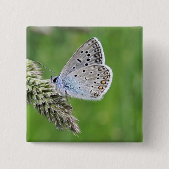 Common Blue Butterfly on Grass Button (Front)