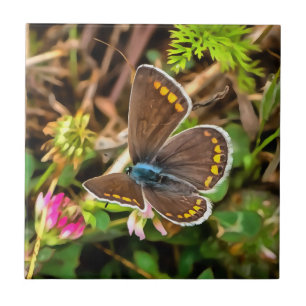 Common Blue Butterfly Polyommatus Icarus Painting Ceramic Tile