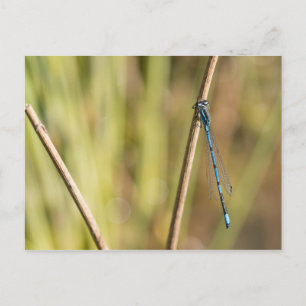 Common Blue Damselfly Postcard