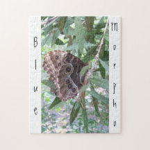 Common Blue Morpho Butterfly
