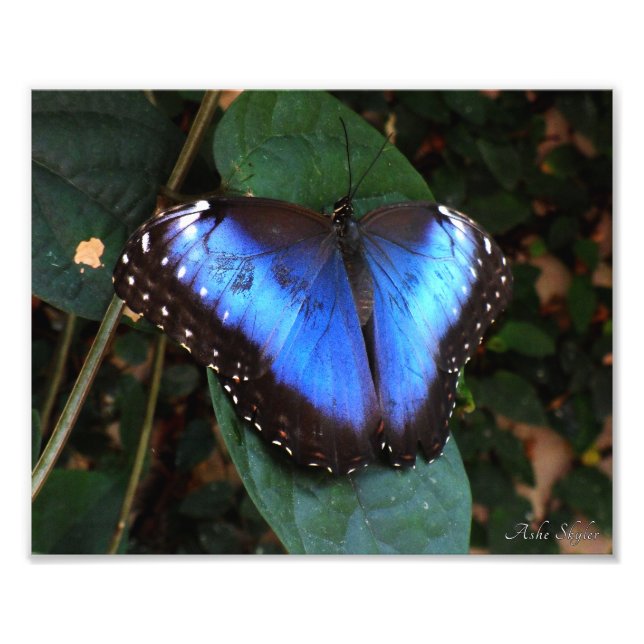 Common Blue Morpho Butterfly Photo Print (Front)