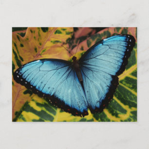 Common Blue Morpho Butterfly Postcard