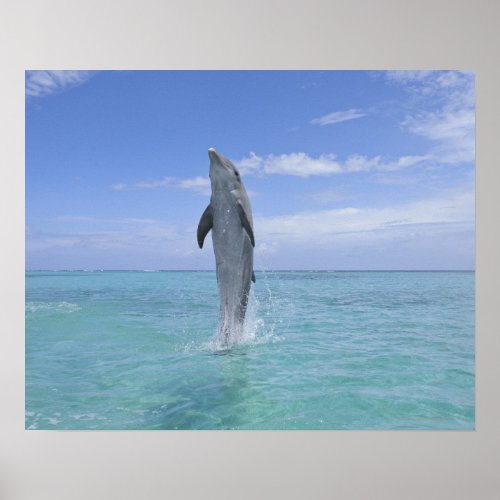 Common Bottlenose Dolphin Swimming Backwards on Poster