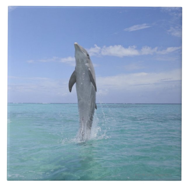 Common Bottlenose Dolphin Swimming Backwards on Tile (Front)