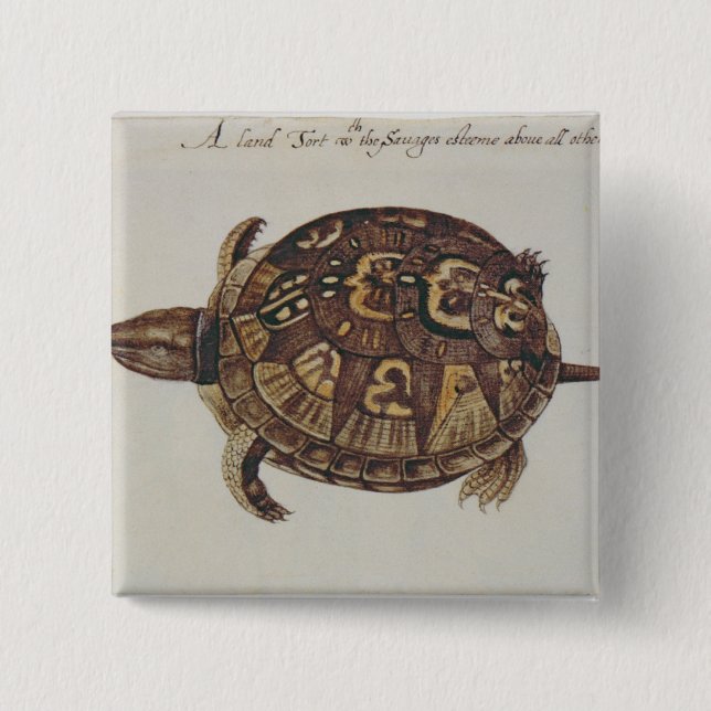 Common Box Tortoise Pinback Button (Front)