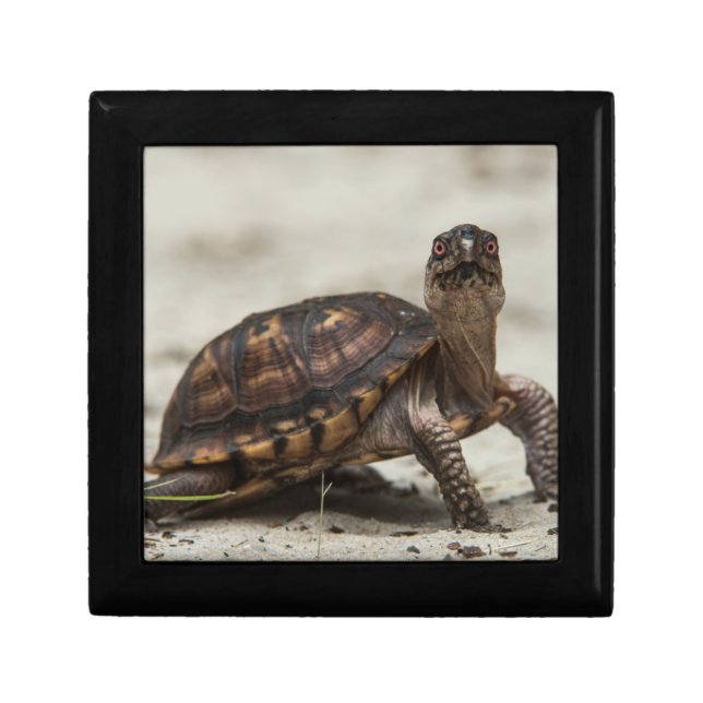 Common box turtle (Front)