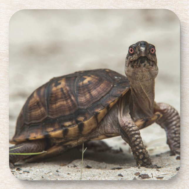 Common box turtle beverage coaster (Front)