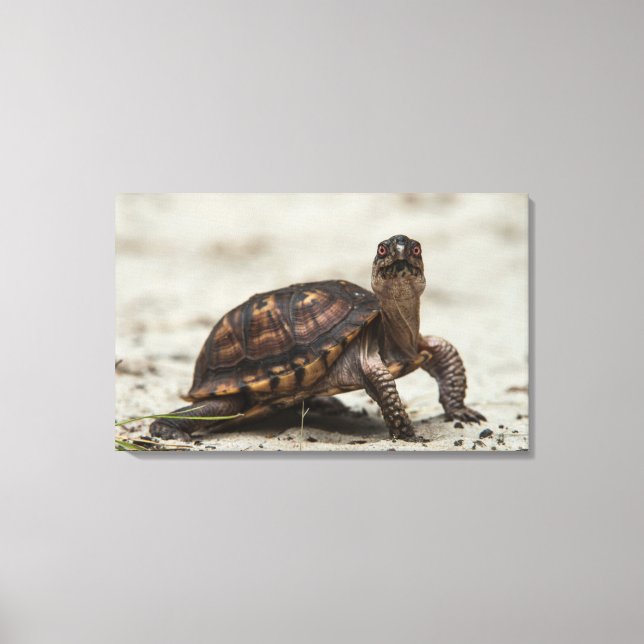 Common box turtle canvas print (Front)