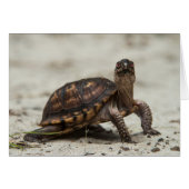 Common box turtle cards (Front Horizontal)