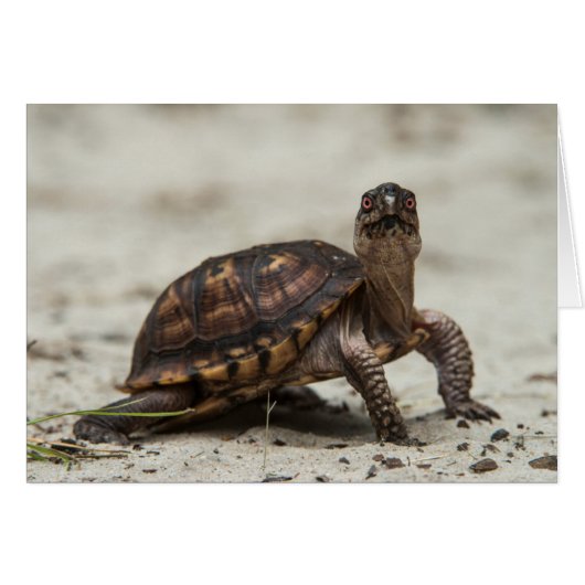 Common box turtle cards (Front Horizontal)