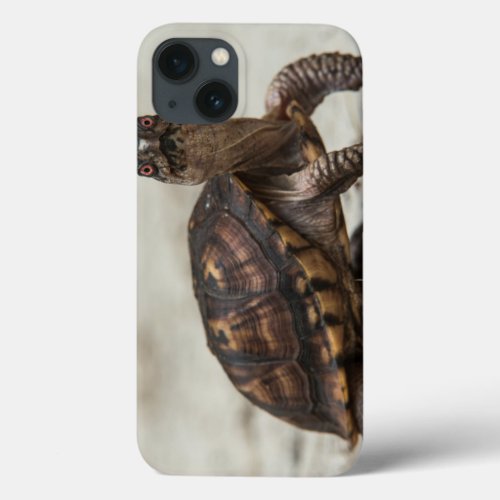 Common box turtle iPhone 13 case