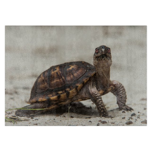 Common box turtle cutting board (Front)