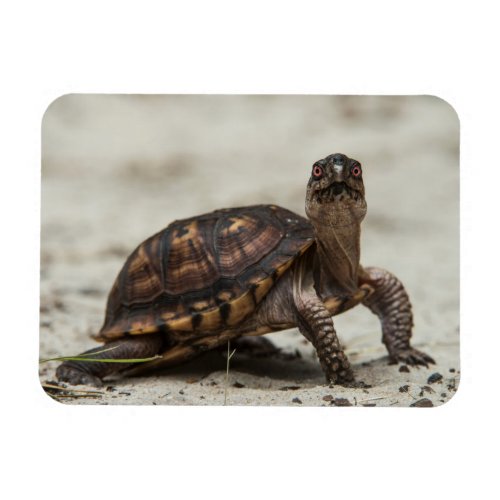 Common box turtle magnet