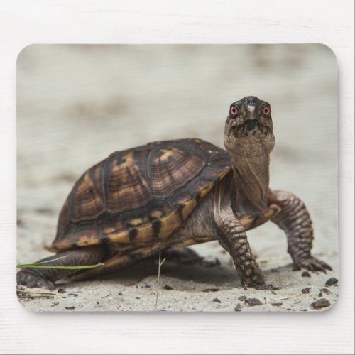 Common box turtle mouse pad