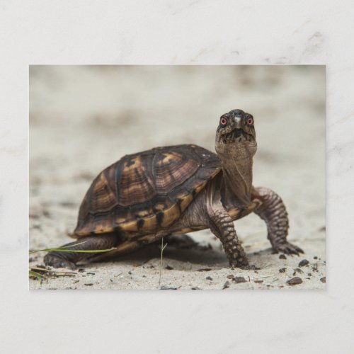 Common box turtle postcard