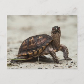 Common Box Turtle Postcard by theworldofanimals at Zazzle