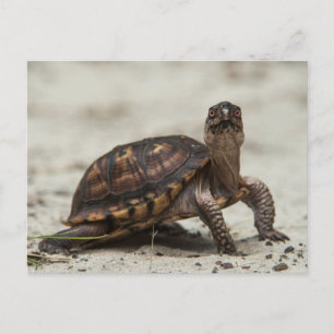 Common box turtle postcard
